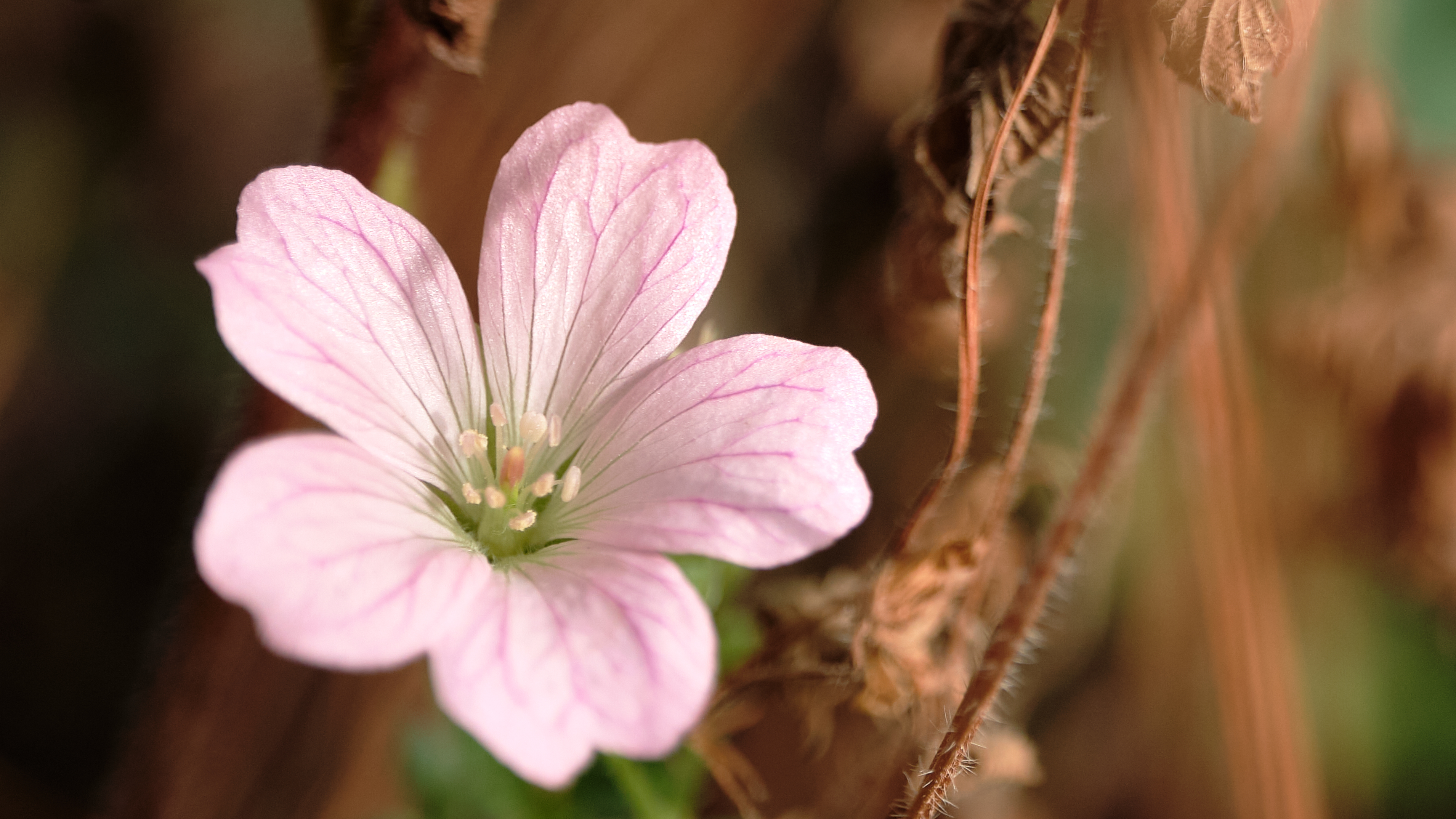 Zarte rosa Blüte mit feinen Adern, scharf vor braungrünem Hintergrund