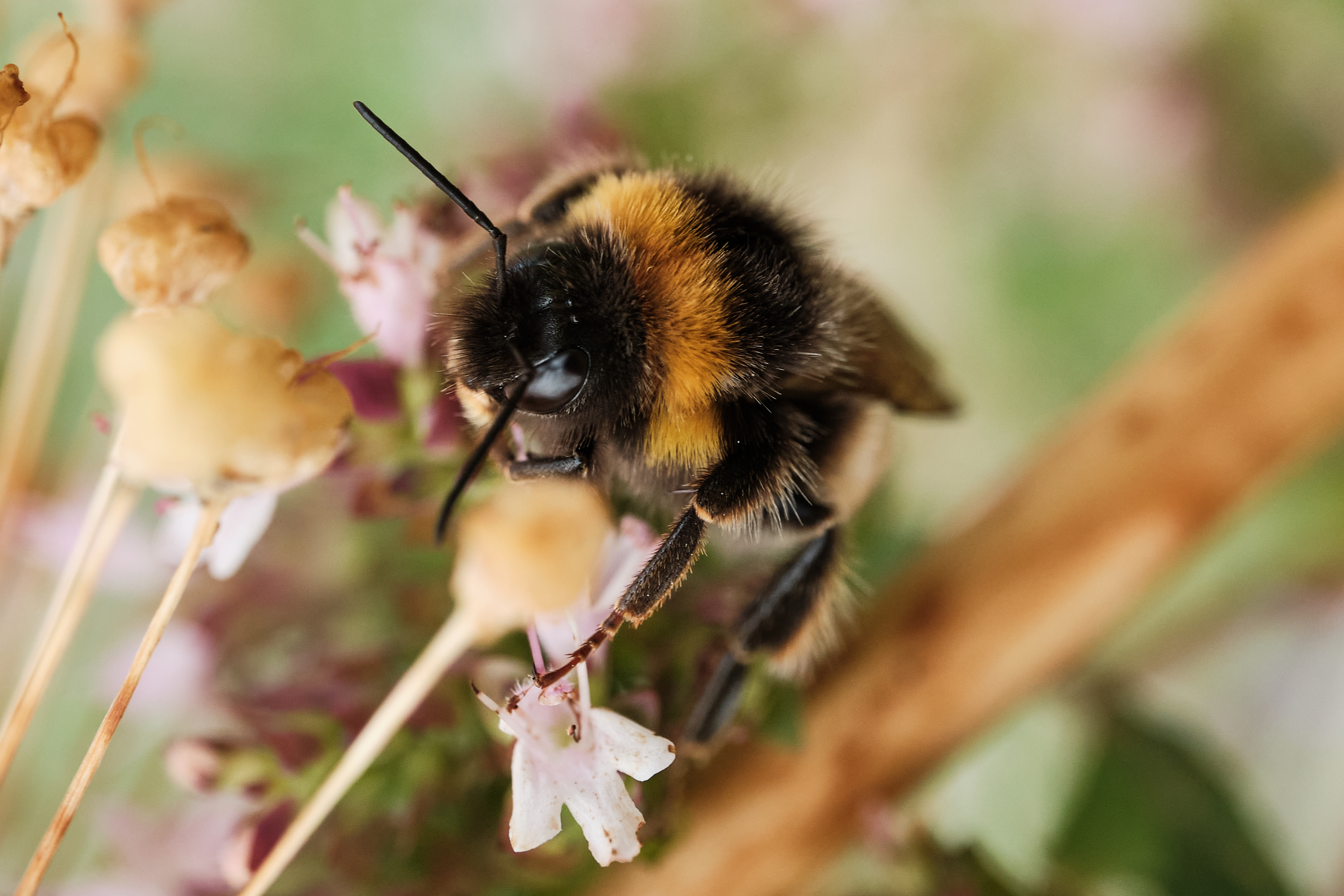 Flauschige Hummel konzentriert auf rosa Blüte mit schwarzen und gelben Farben