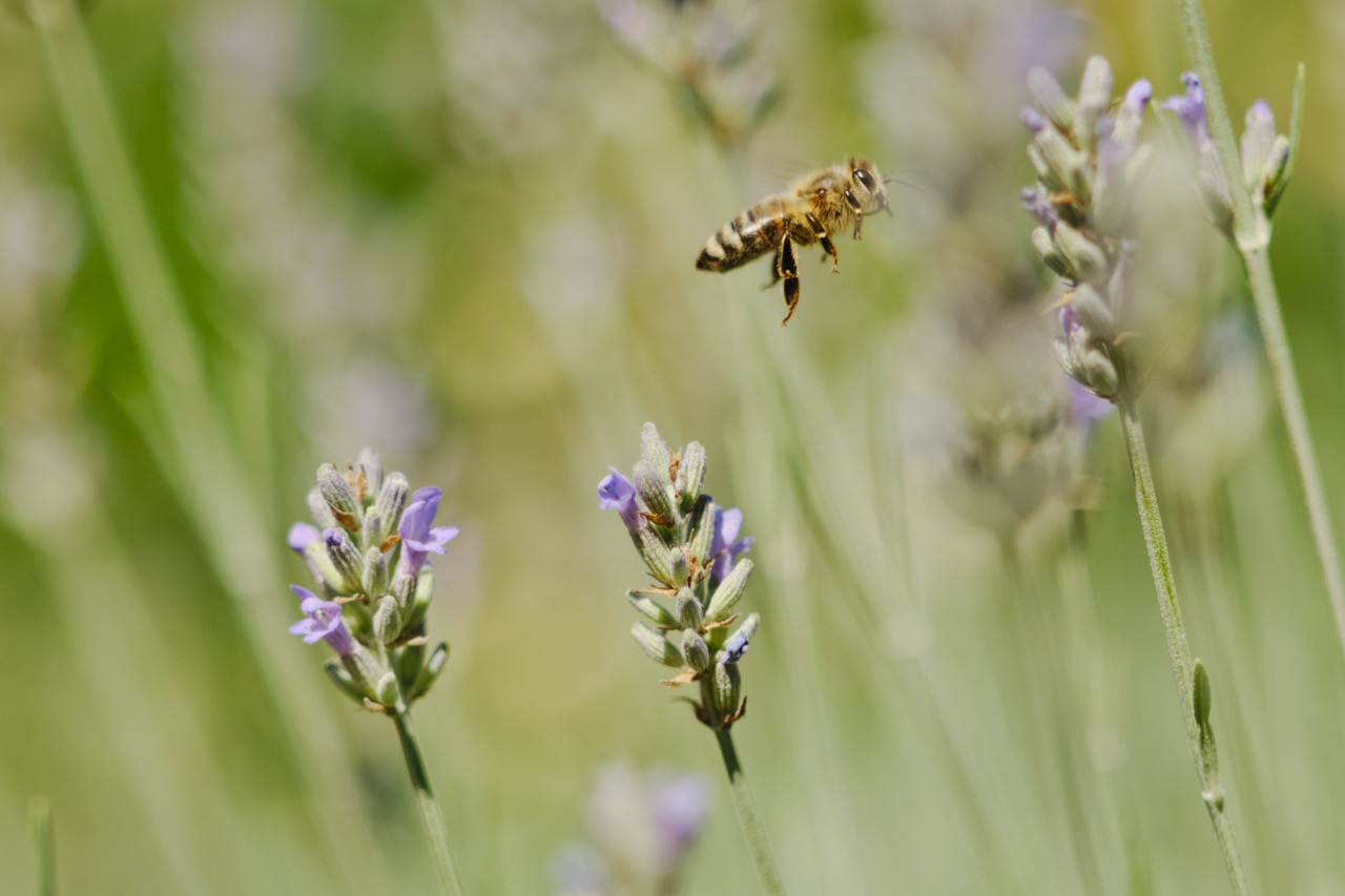Biene schwebt lebhaft über violetten Lavendelblüten im grünen Feld
