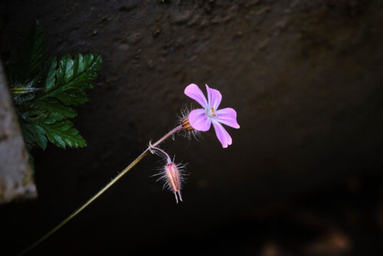 Zarte rosa Blume mit behaartem Stiel vor dunklem Hintergrund